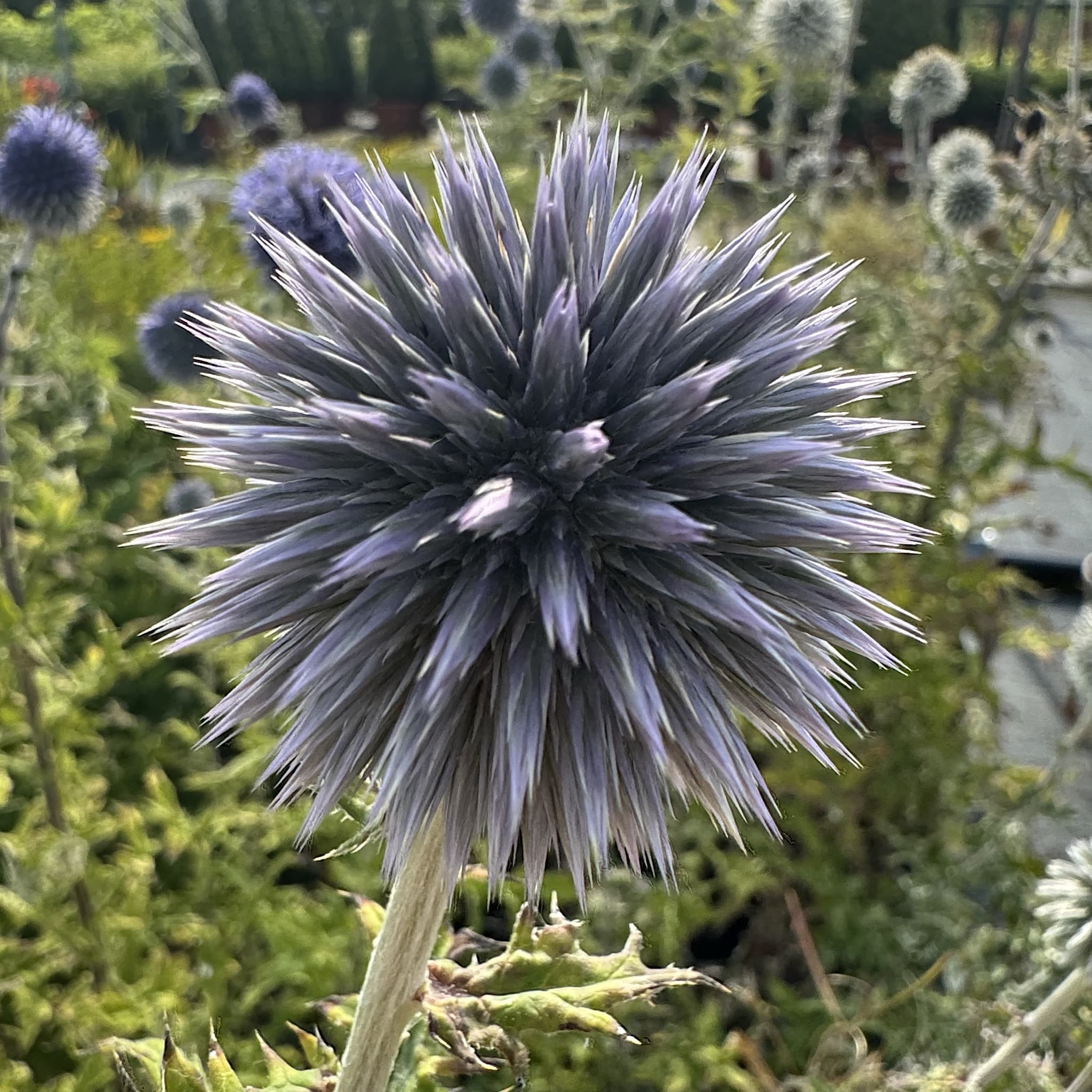 Echinops ritro