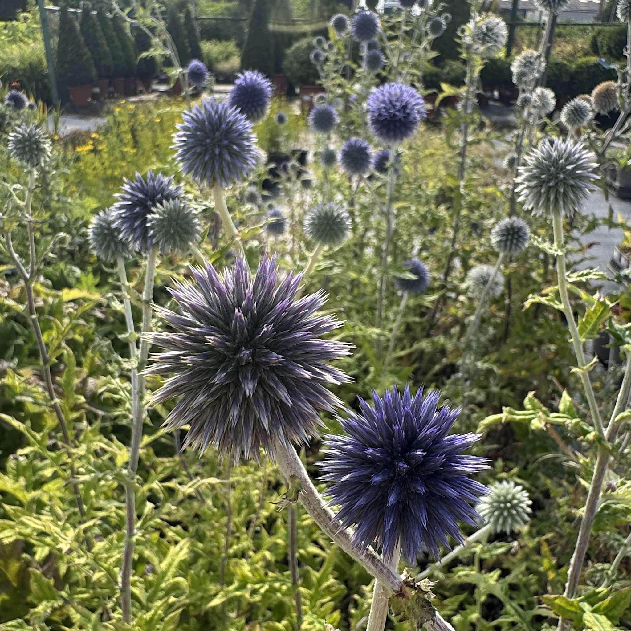 Echinops ritro