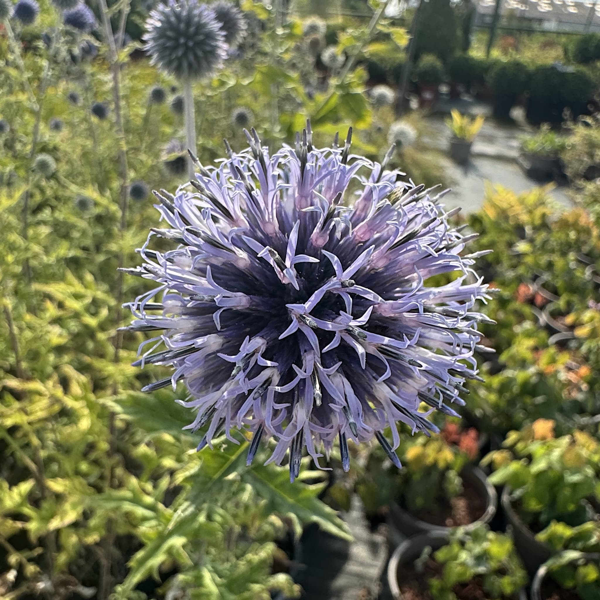 Echinops ritro 'Veitch's Blue'