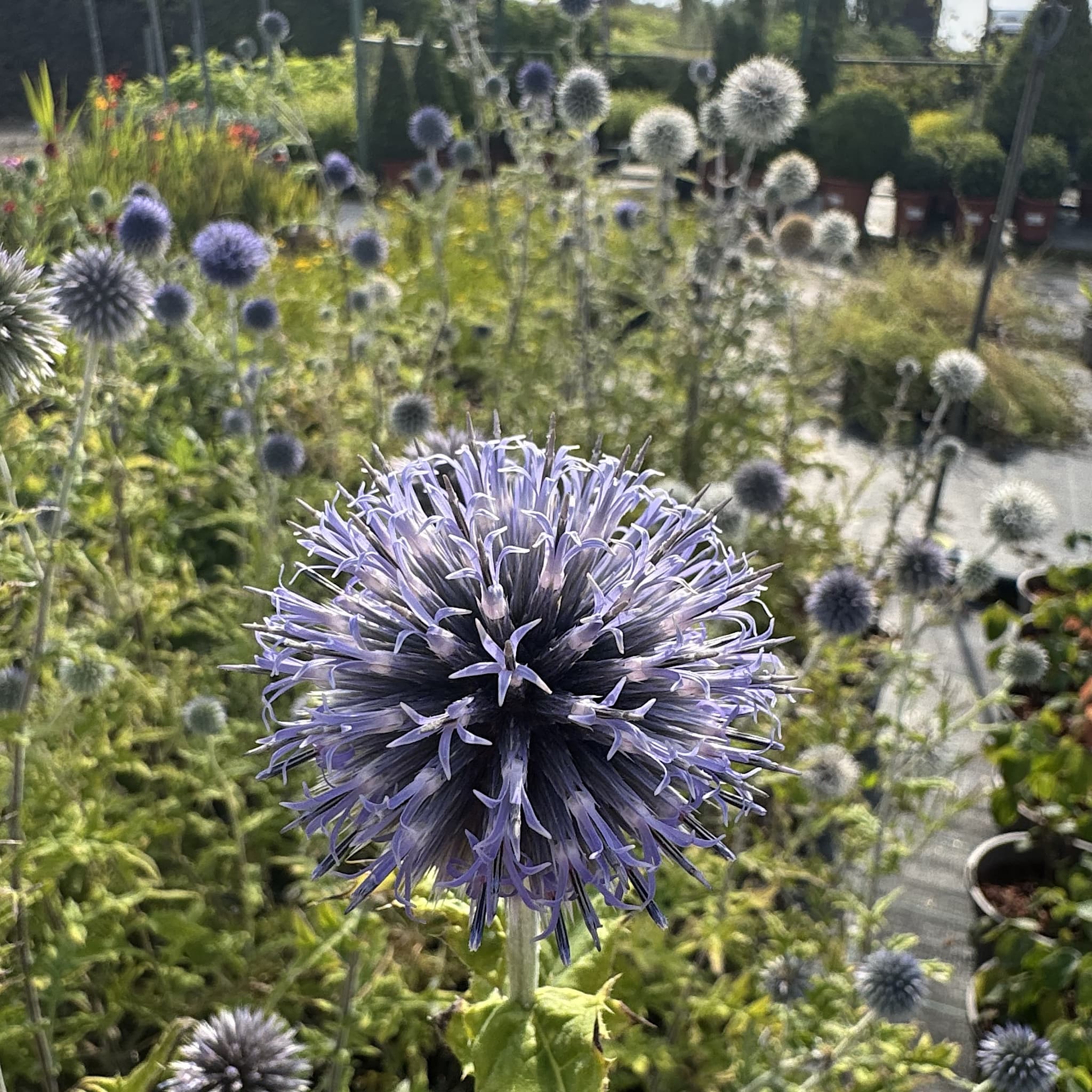 Echinops ritro 'Veitch's Blue'