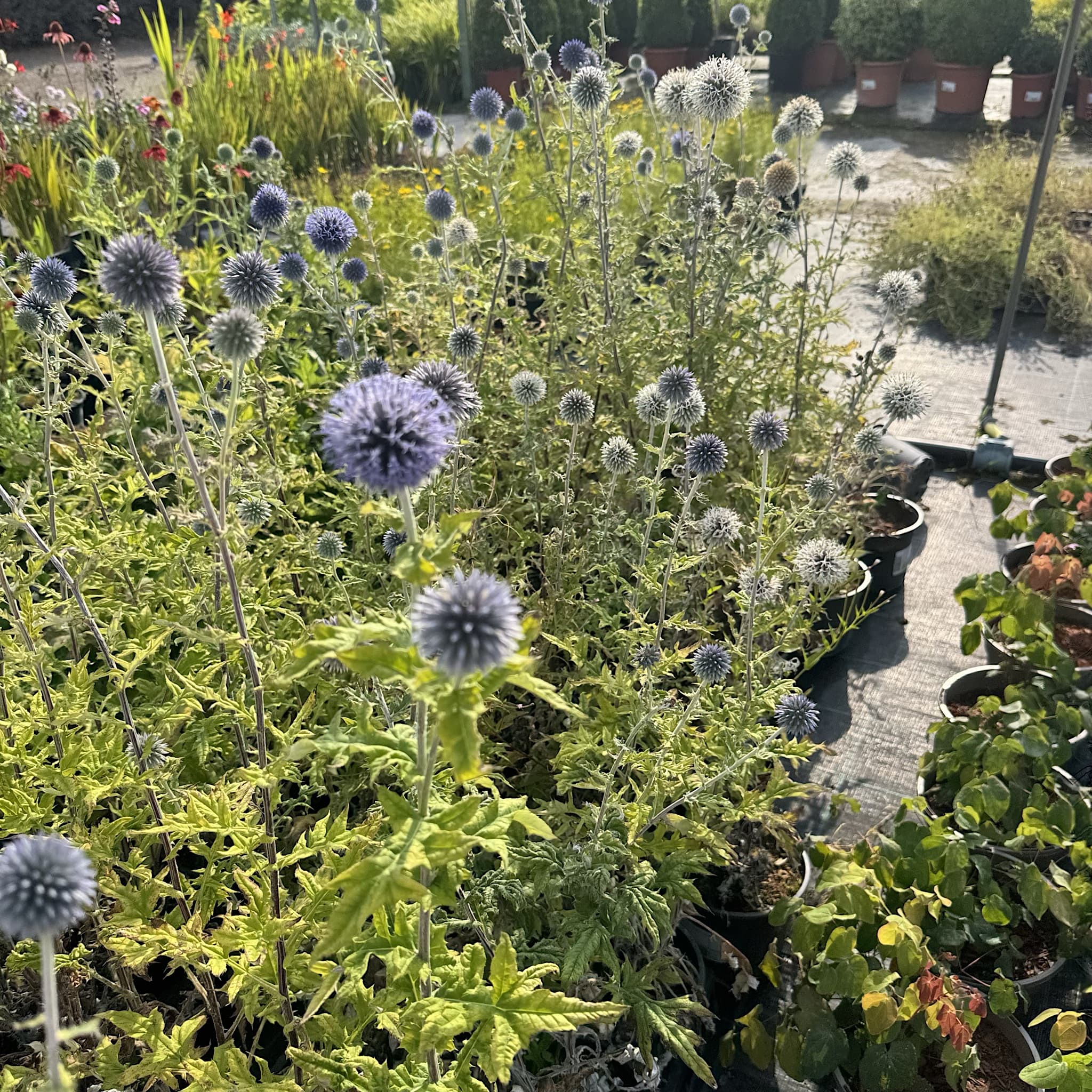 Echinops ritro 'Veitch's Blue'