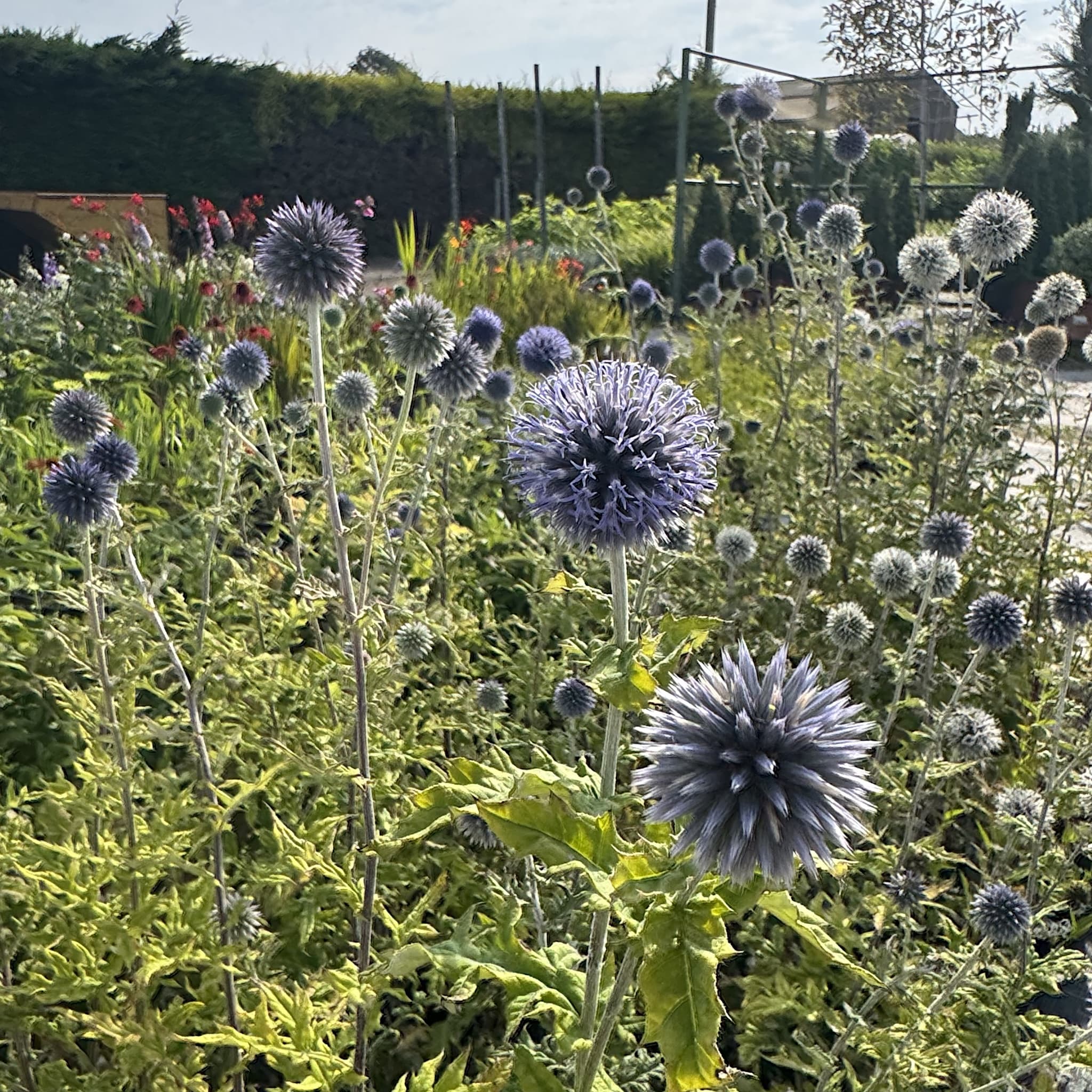 Echinops ritro 'Veitch's Blue'
