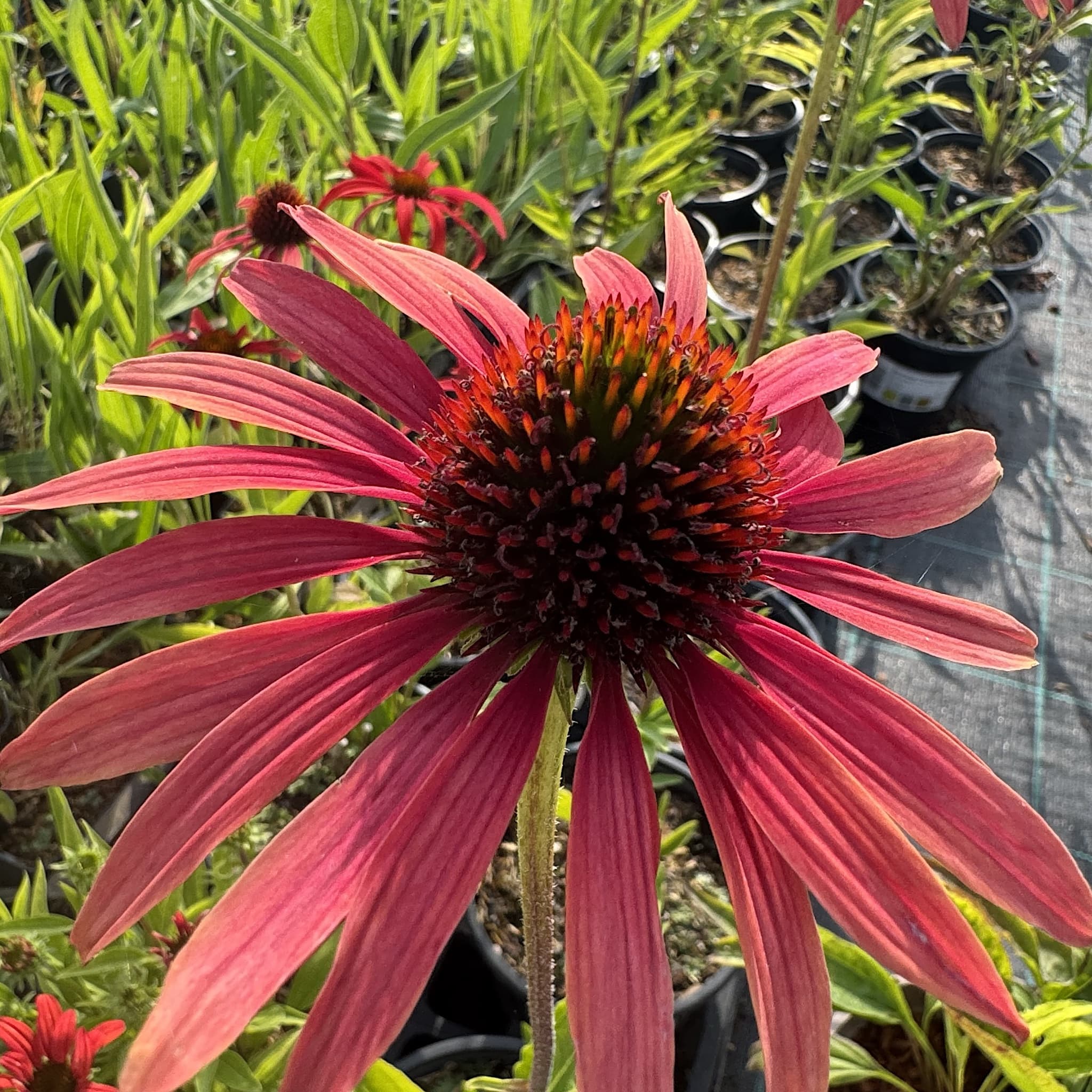 Echinacea 'Tomato Soup'