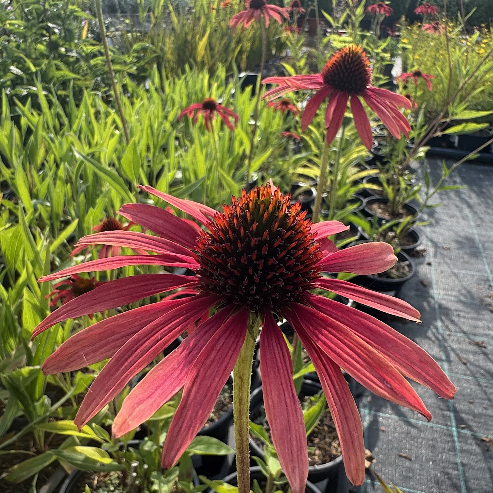 Echinacea 'Tomato Soup'