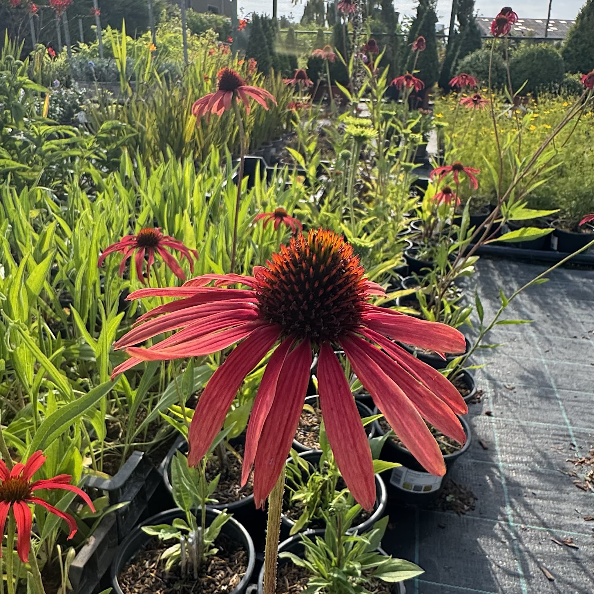 Echinacea 'Tomato Soup'