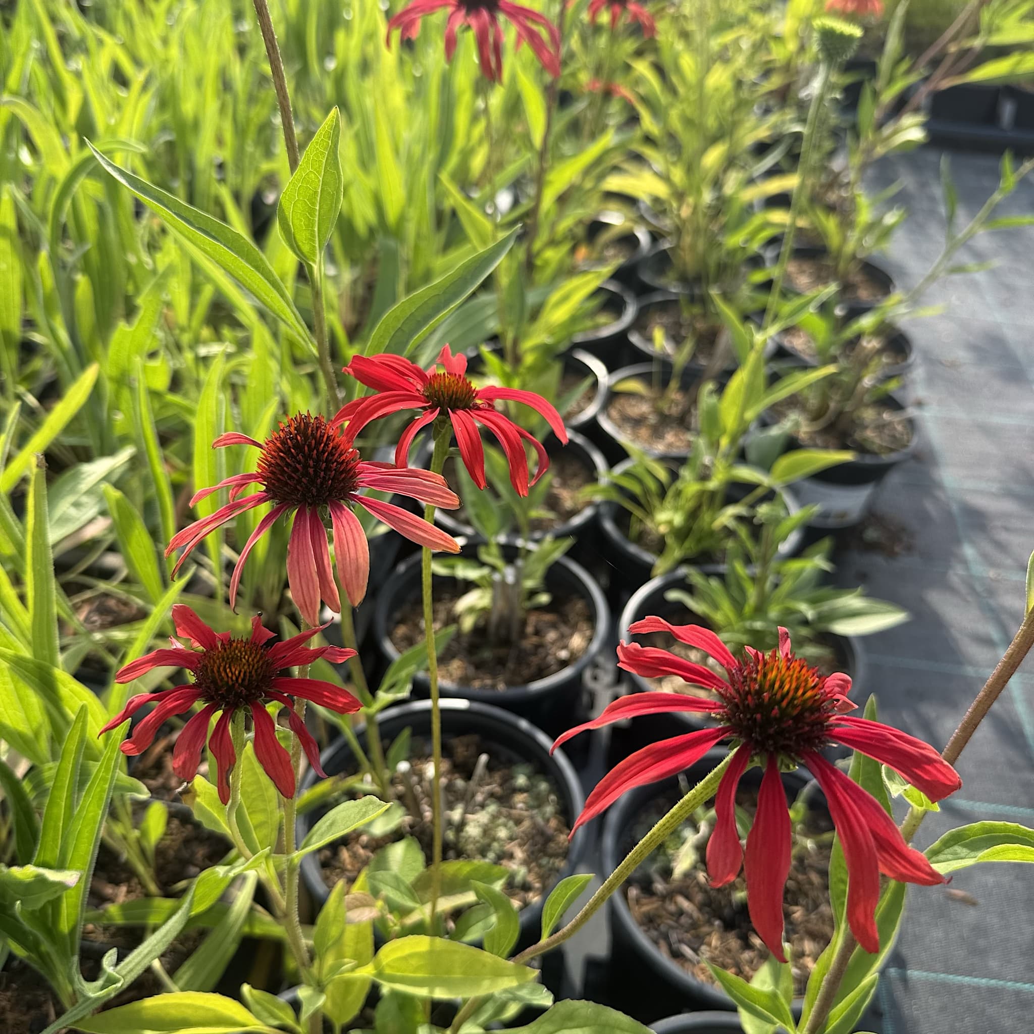 Echinacea 'Tomato Soup'