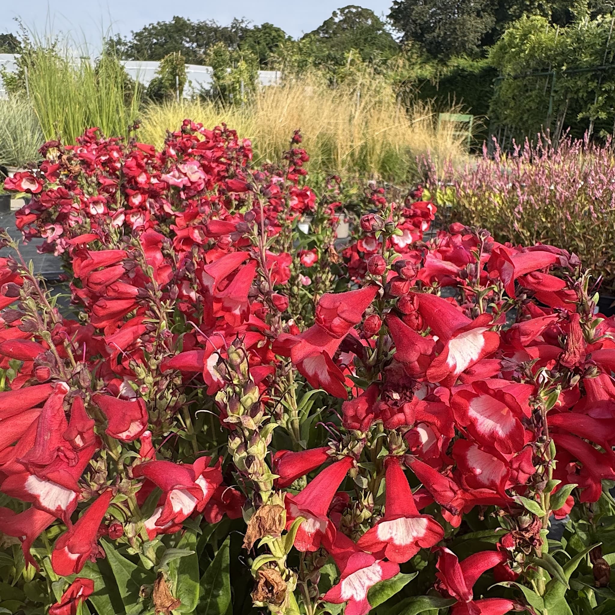 Penstemon 'Polaris Red'