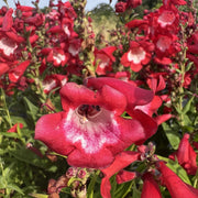 Penstemon 'Polaris Red'