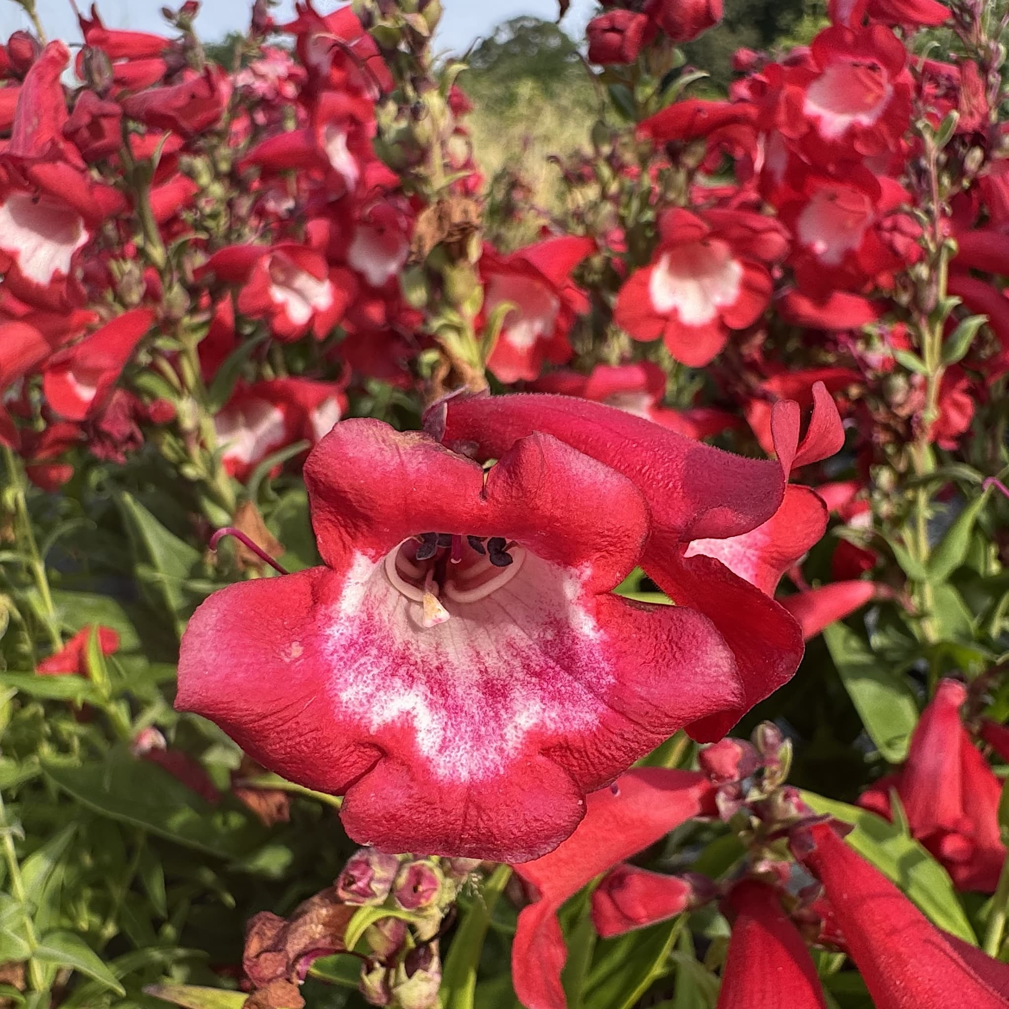 Penstemon 'Polaris Red'