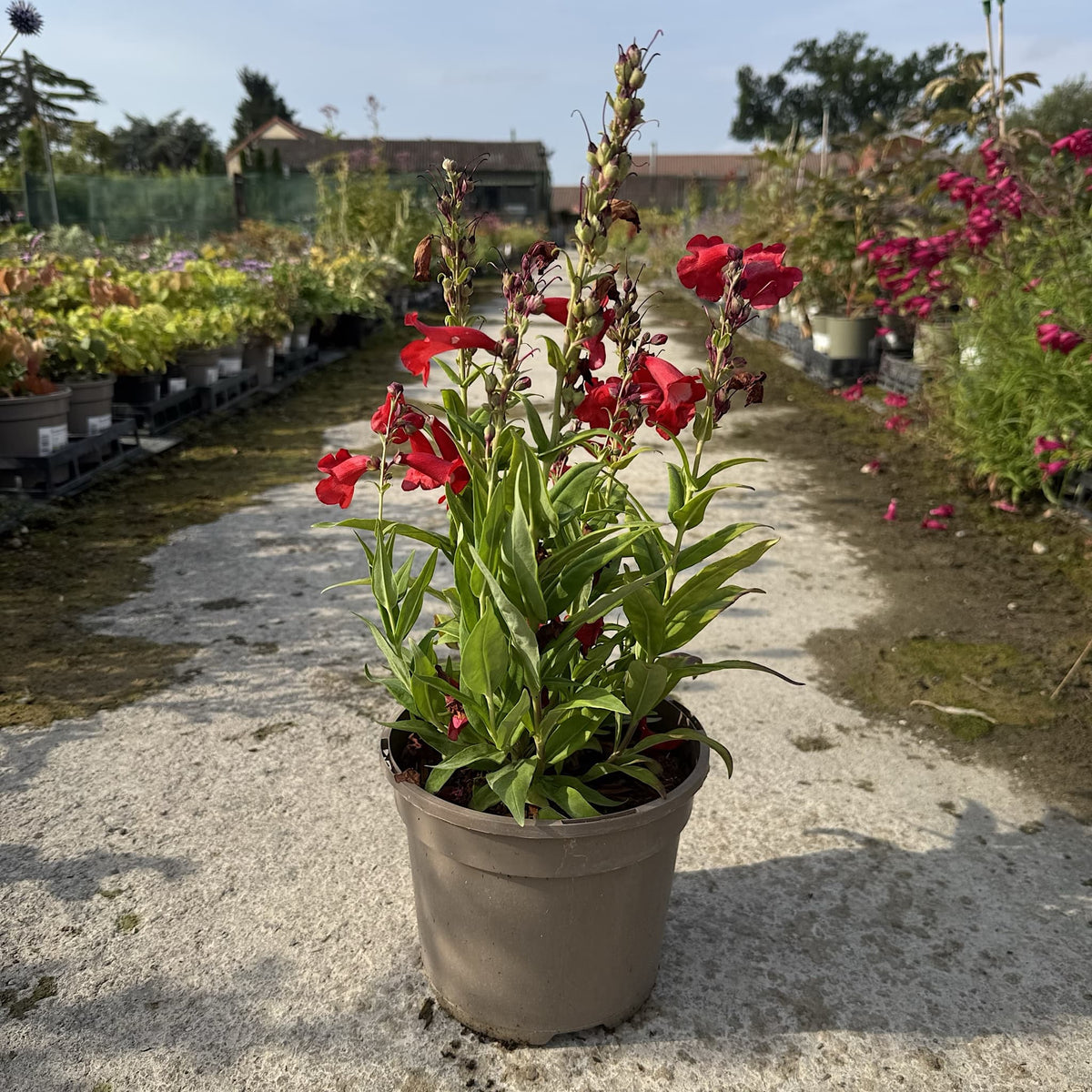 Penstemon 'Polaris Red'