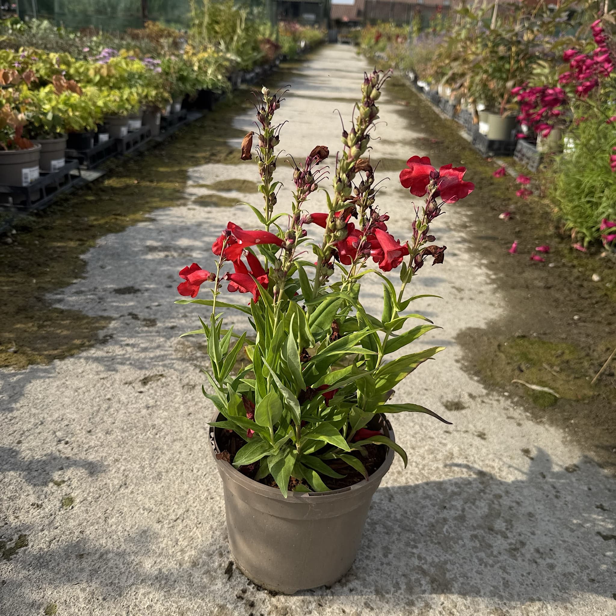 Penstemon 'Polaris Red'