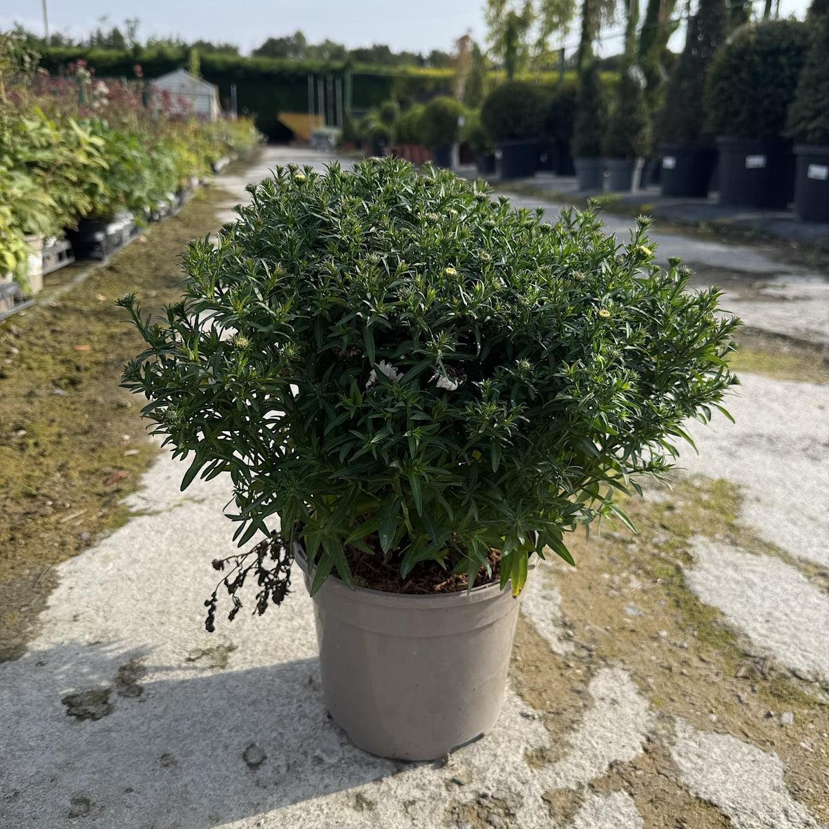 Aster alpha 'White'