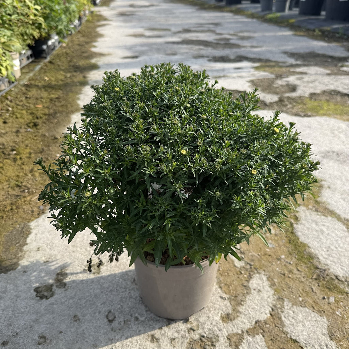 Aster alpha 'White'
