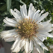Aster alpha 'White'