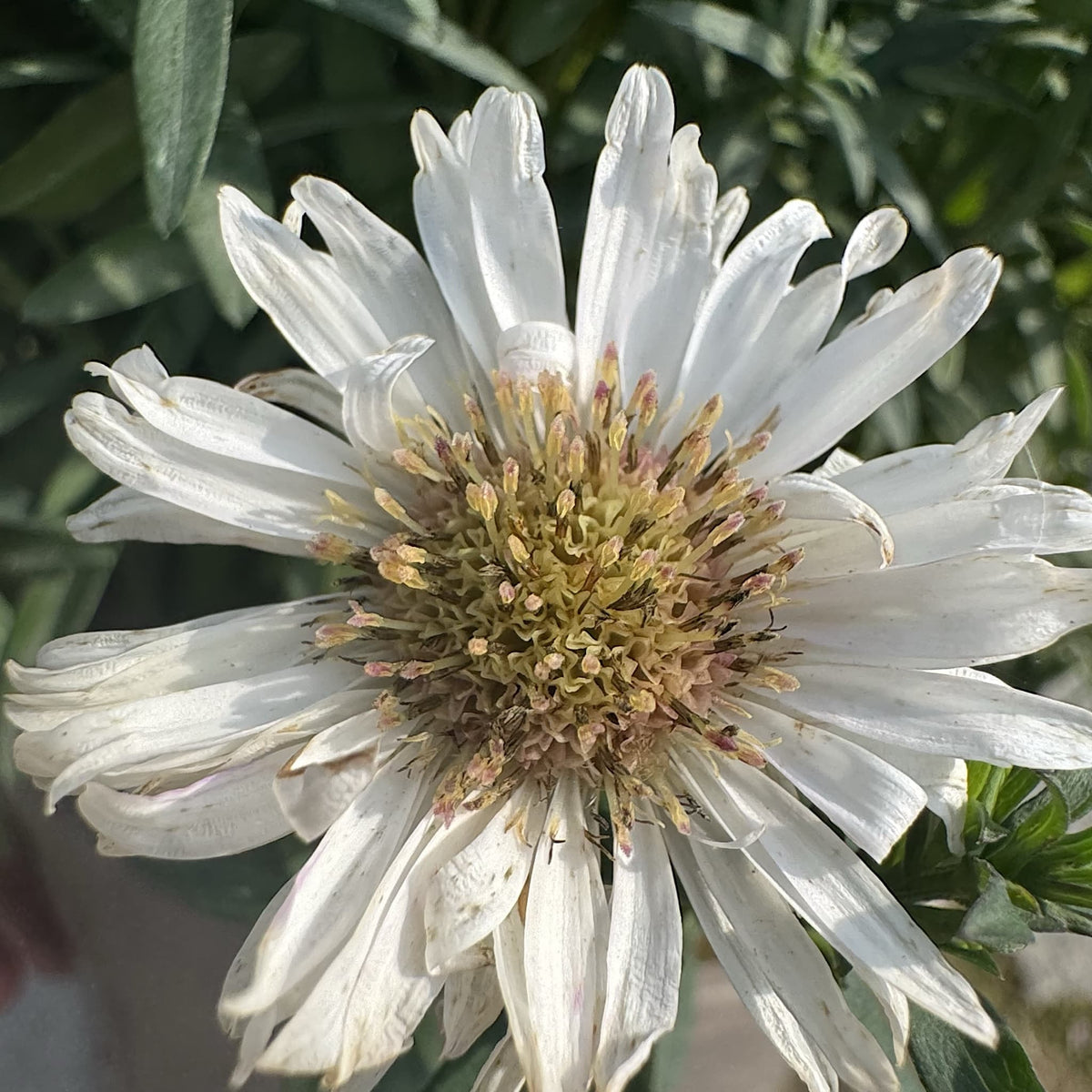 Aster alpha 'White'
