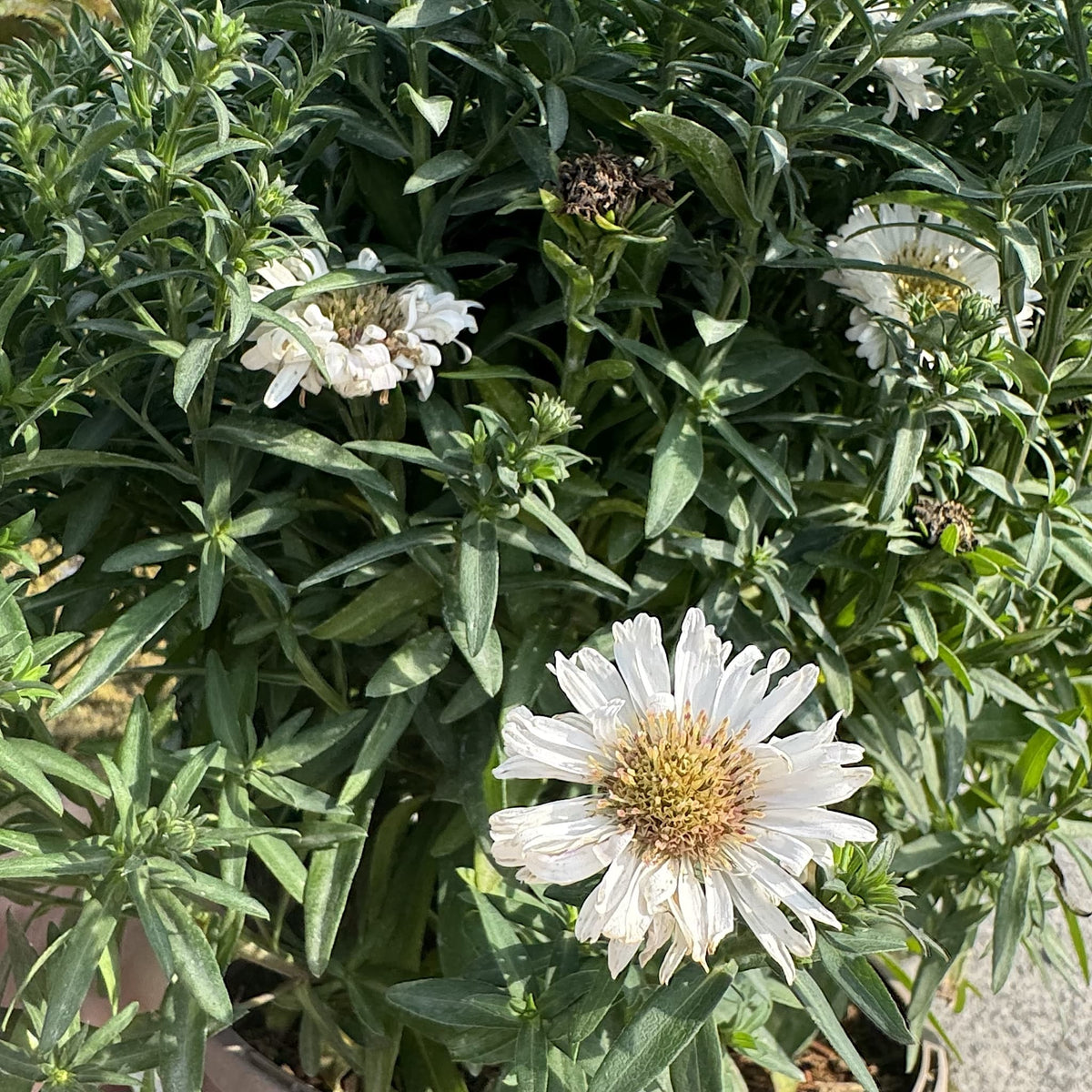 Aster alpha 'White'