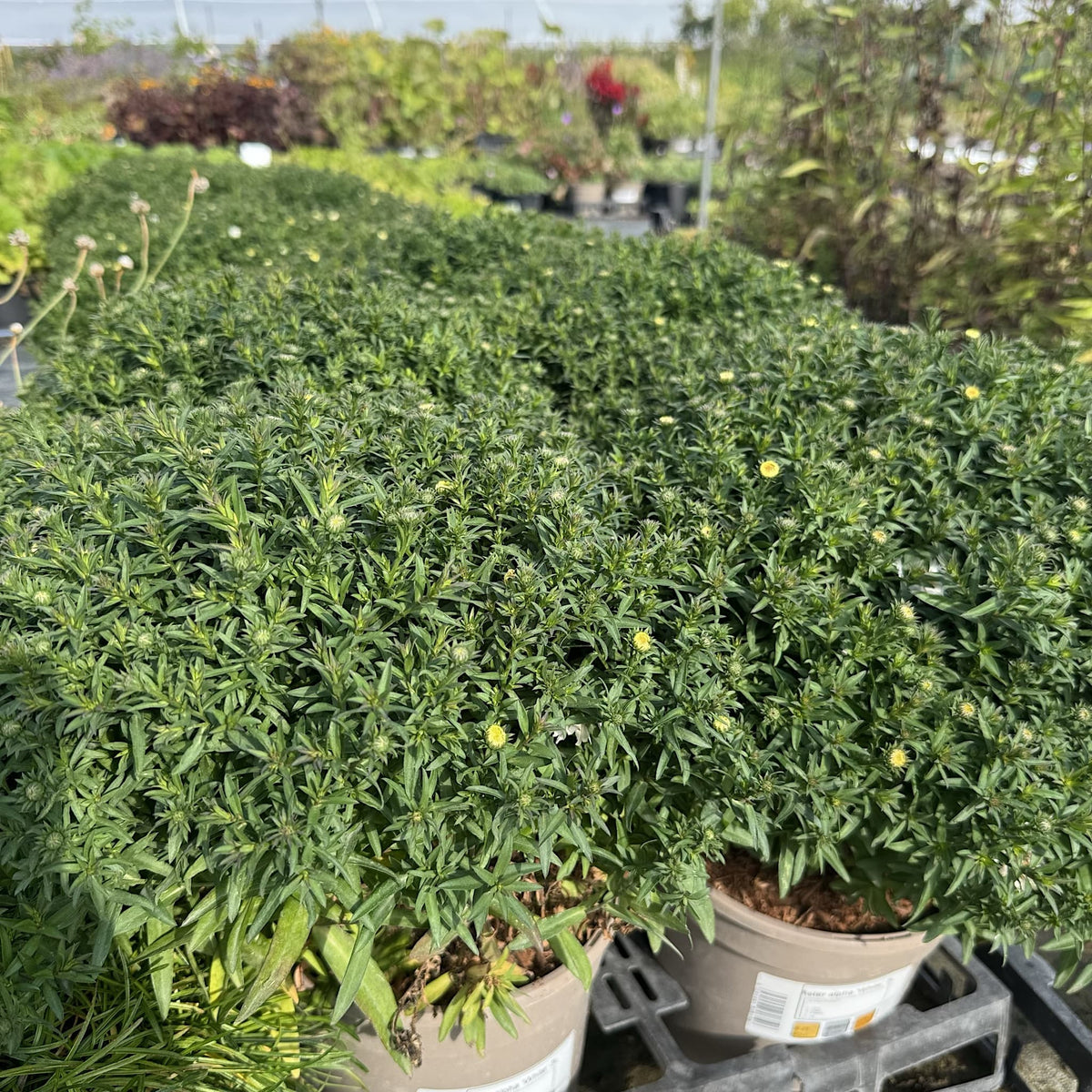 Aster alpha 'White'