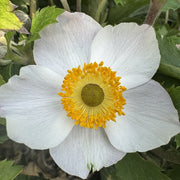 Anemone hybr. 'Elfin Swan'