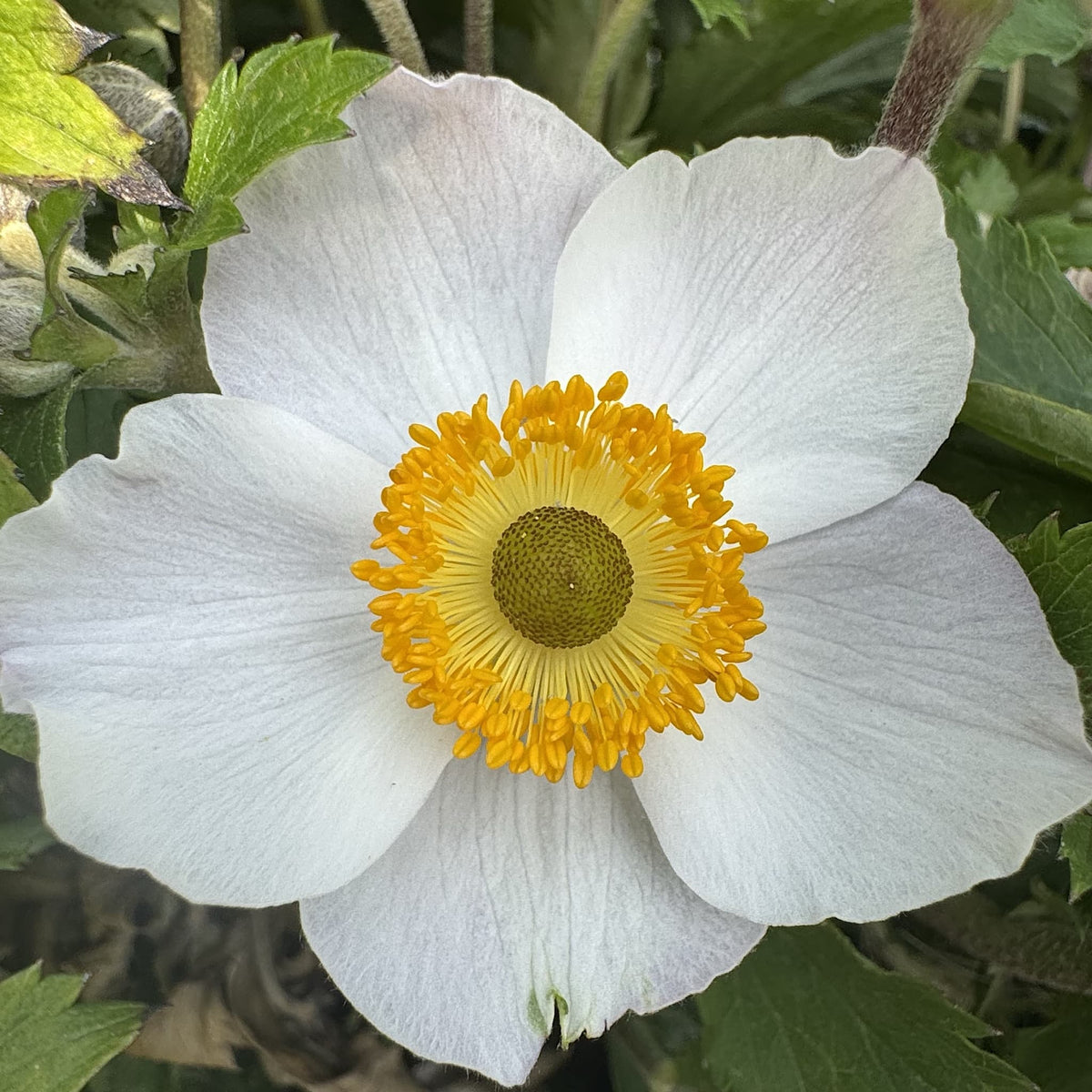Anemone hybr. 'Elfin Swan'