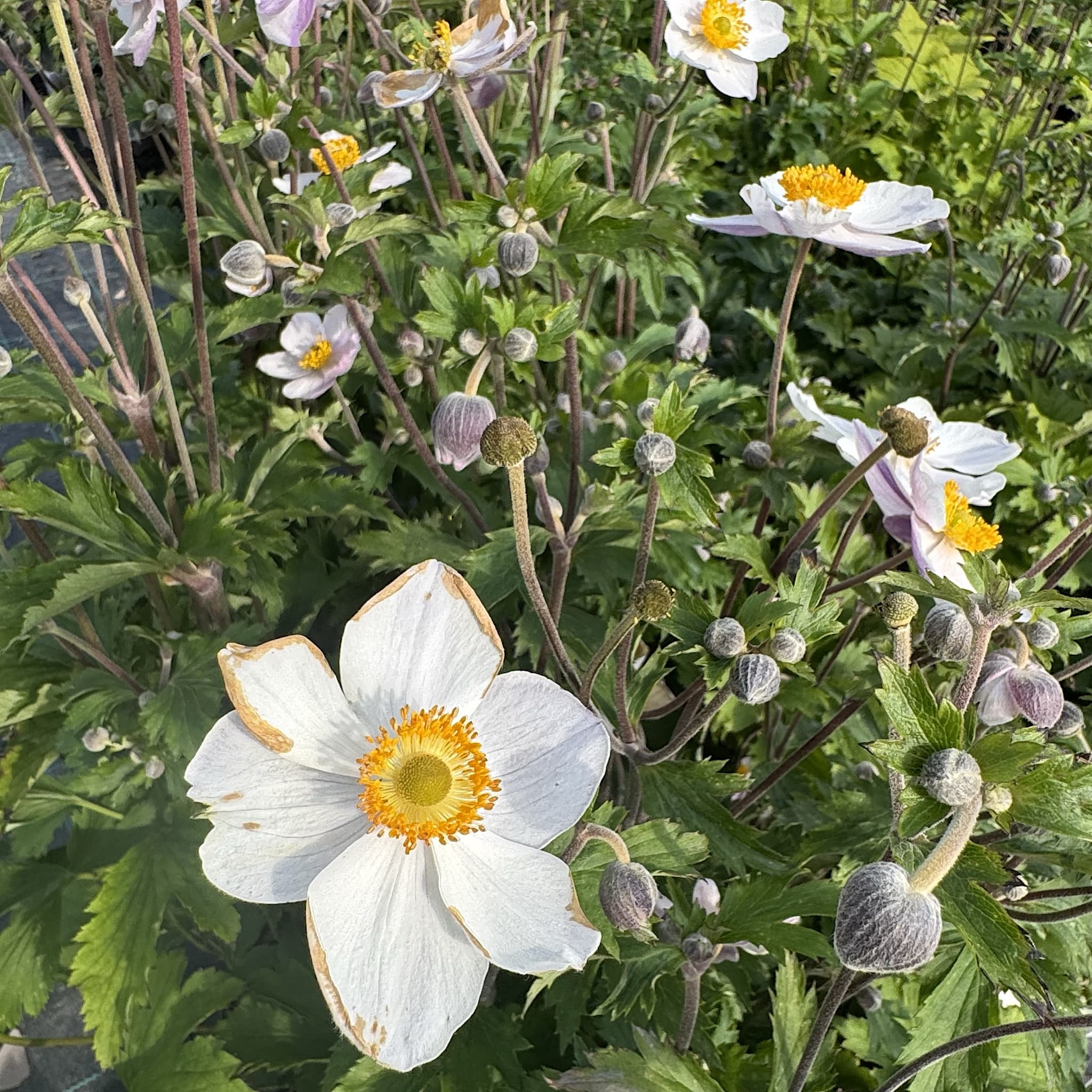 Anemone hybr. 'Elfin Swan'