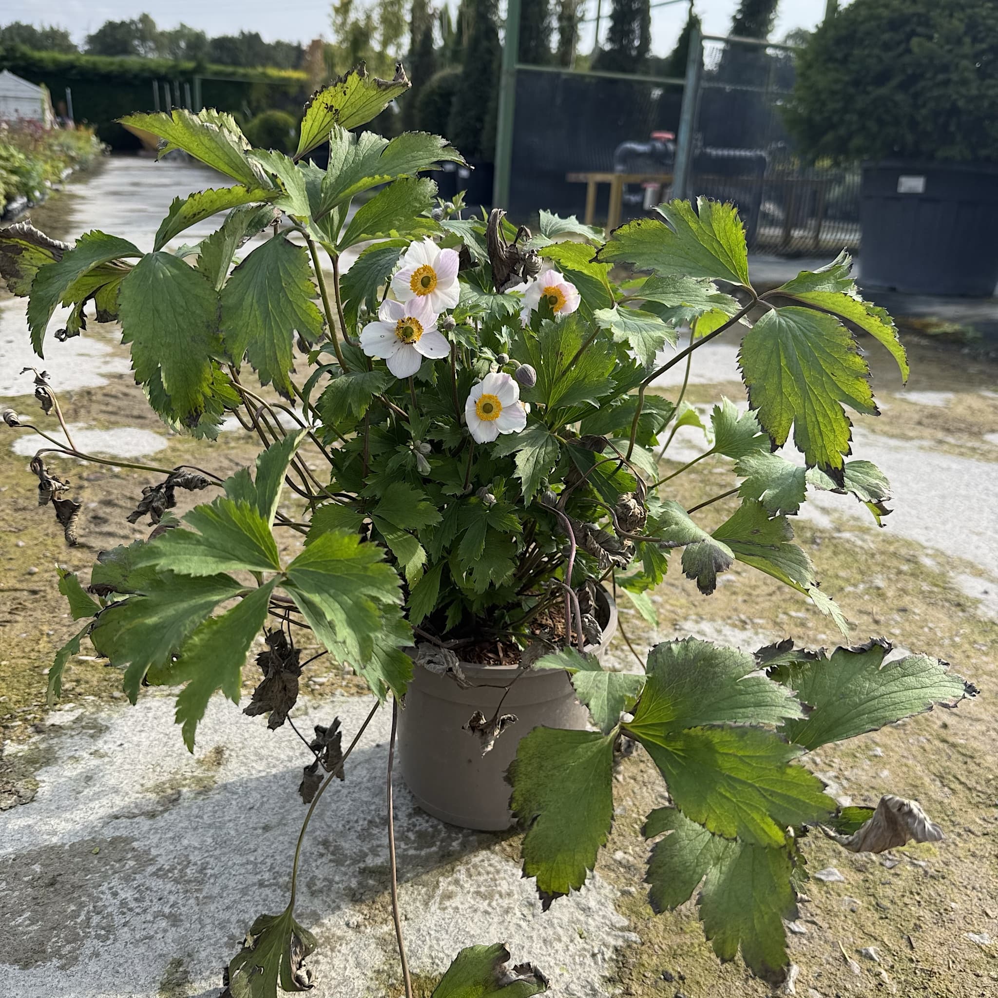 Anemone hybr. 'Elfin Swan'