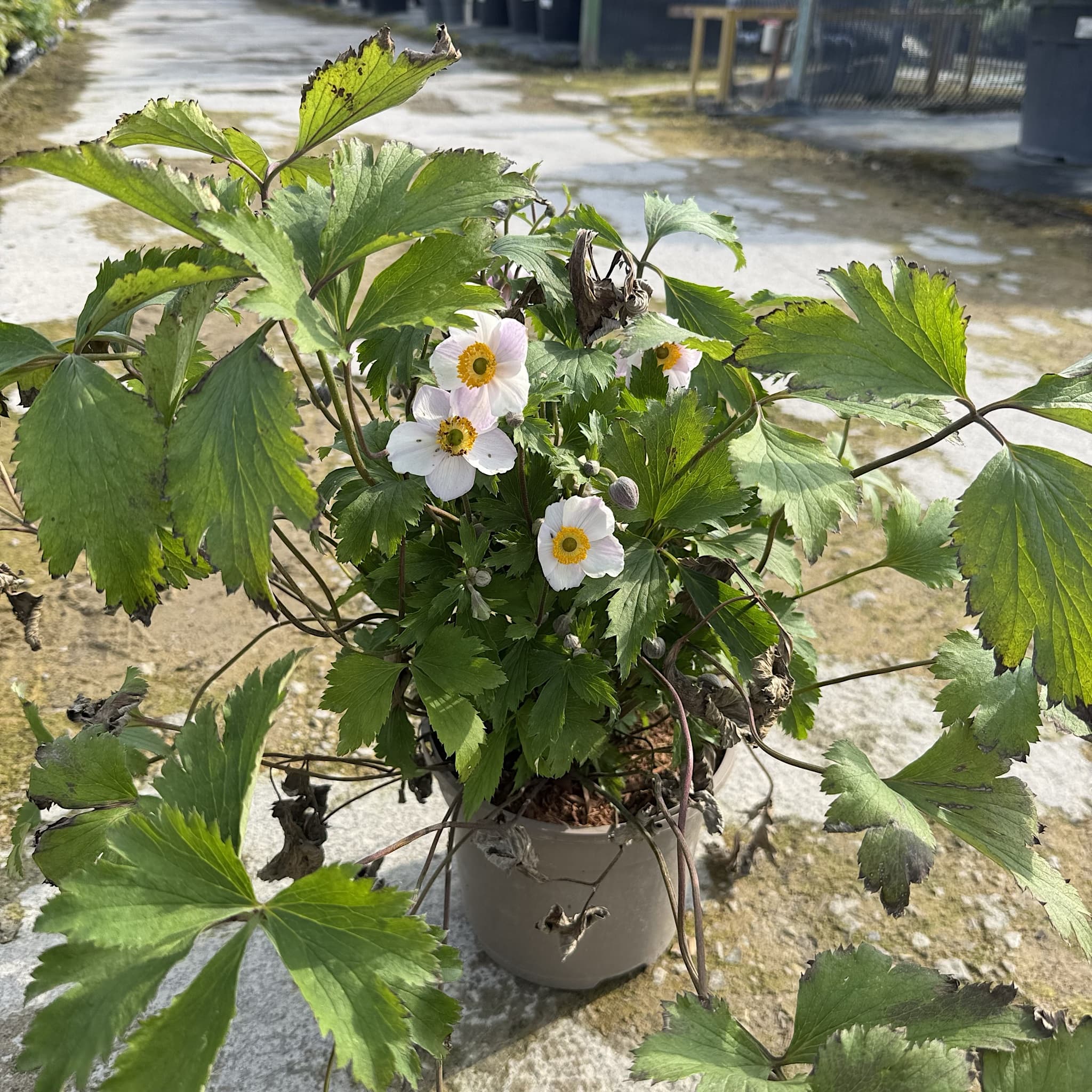 Anemone hybr. 'Elfin Swan'