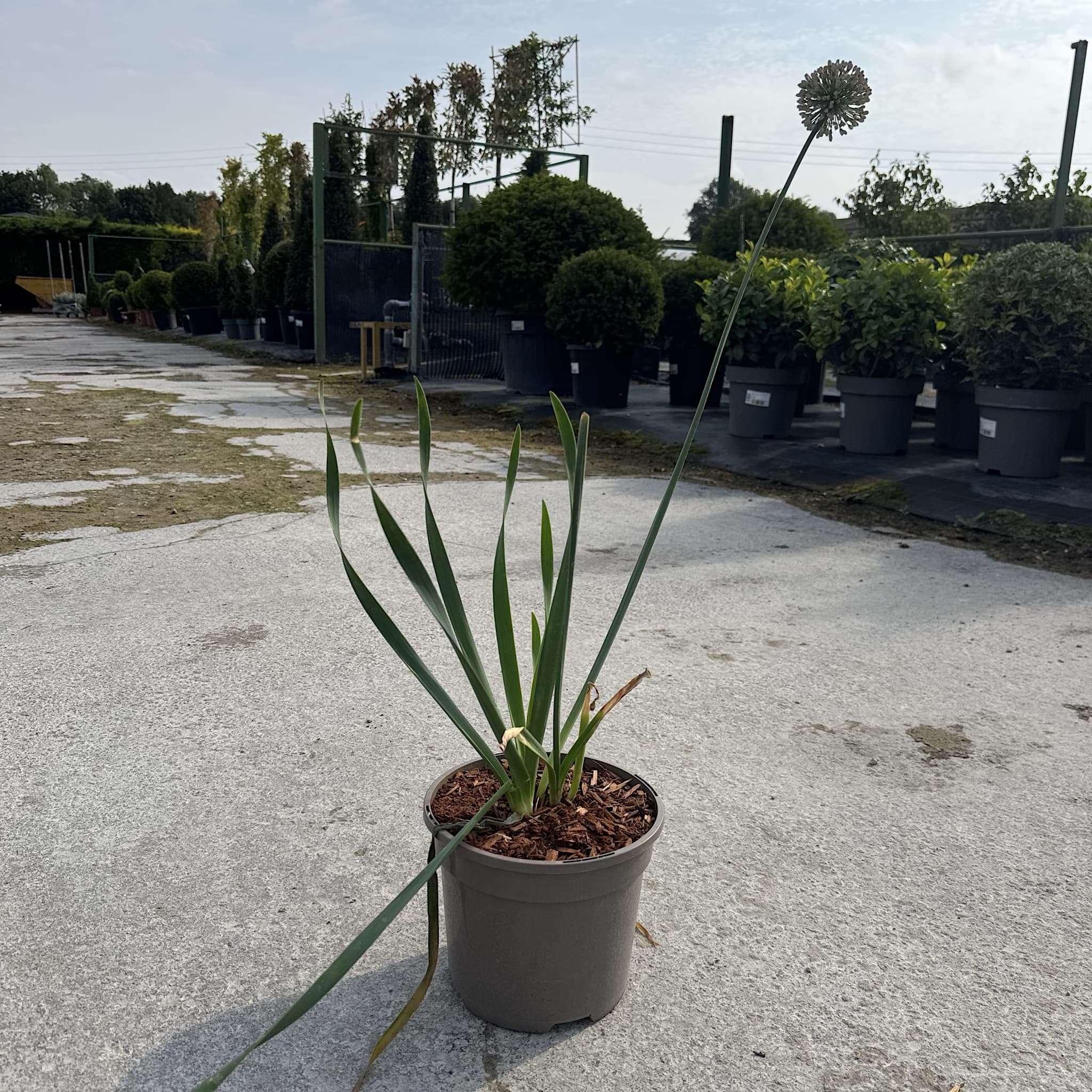 Allium 'Bubble Bath’