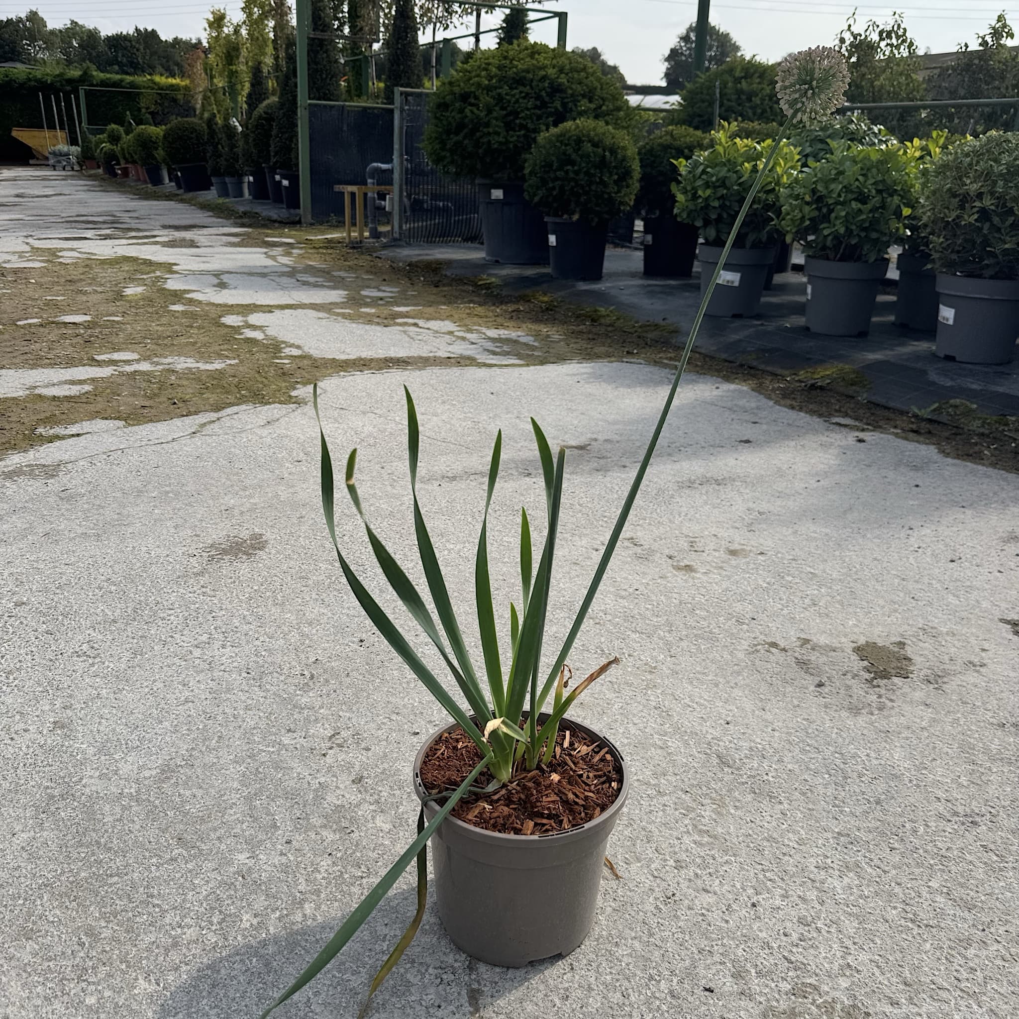 Allium 'Bubble Bath’