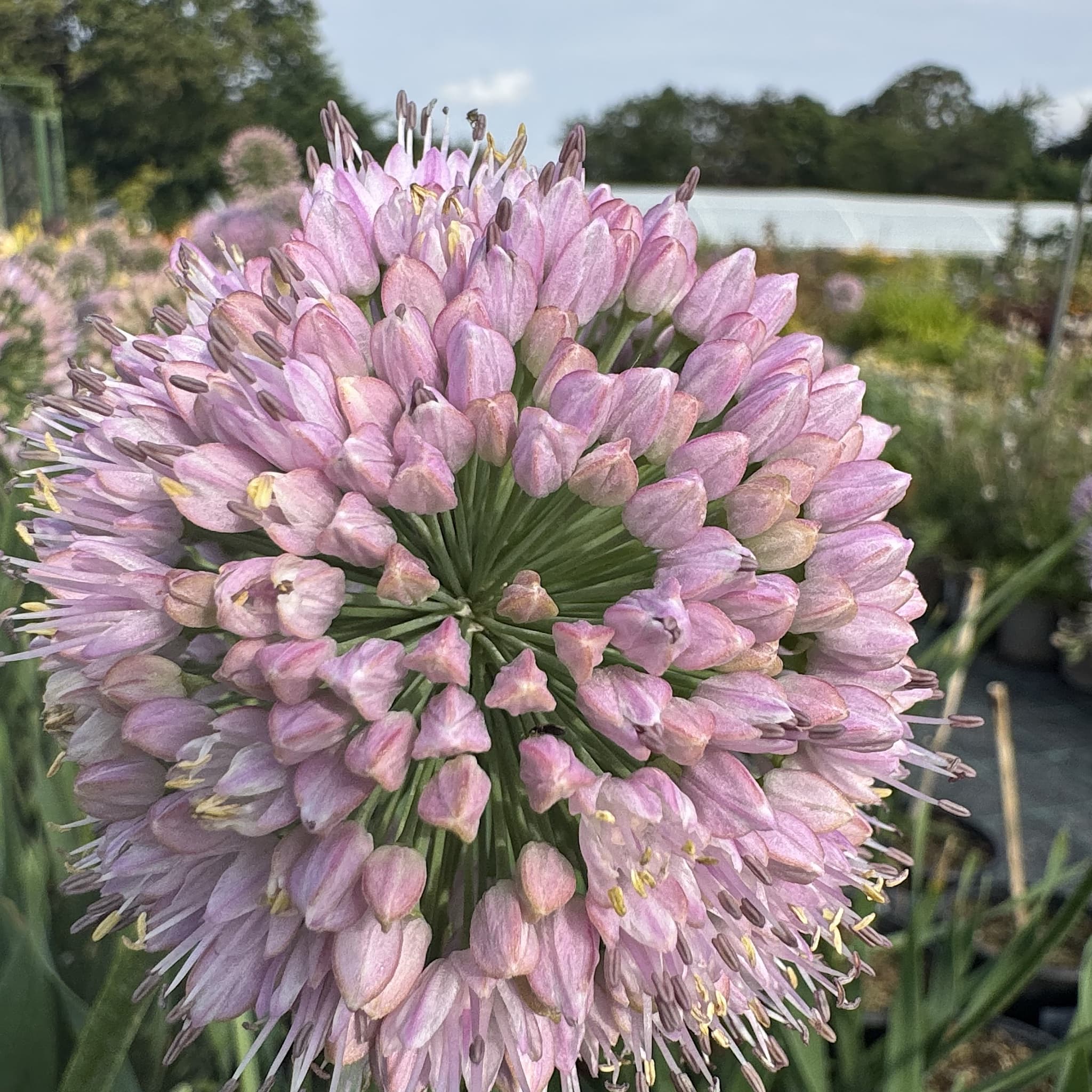 Allium 'Bubble Bath’