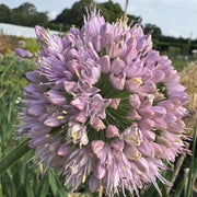 Allium 'Bubble Bath’