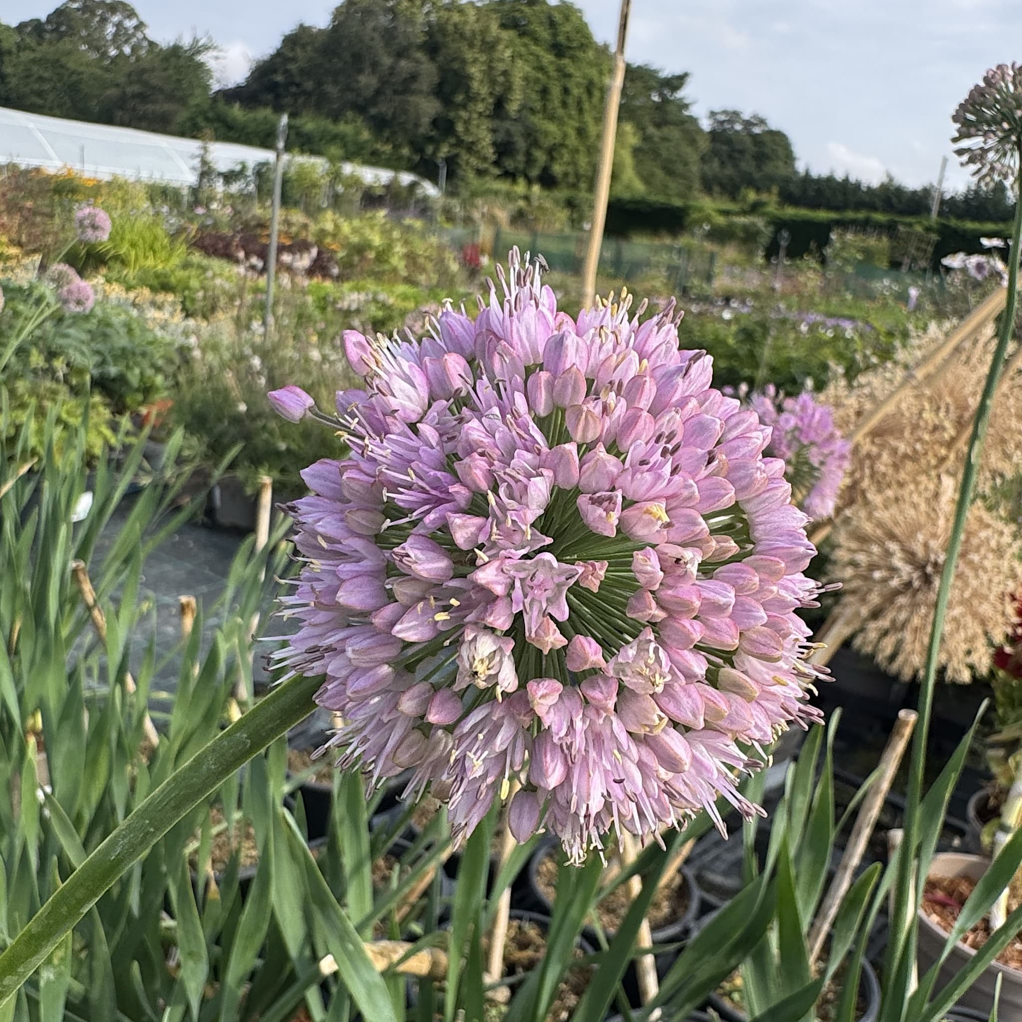 Allium 'Bubble Bath’