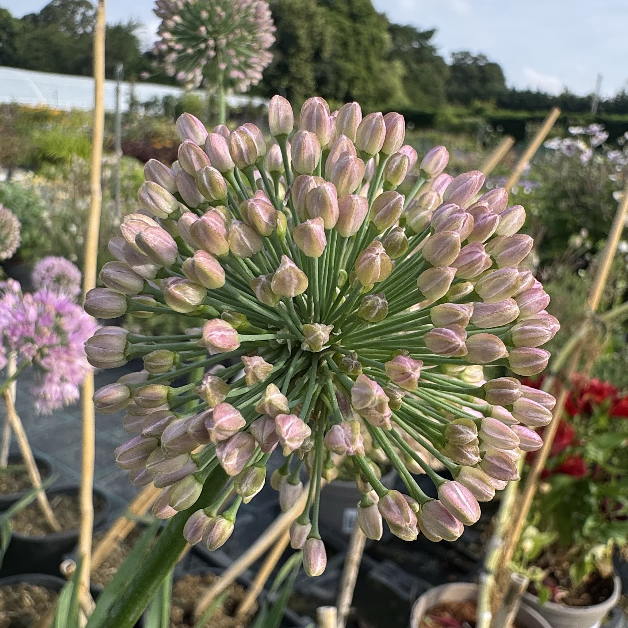 Allium 'Bubble Bath’