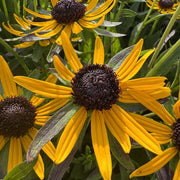 Rudbeckia 'Little Gold Star'