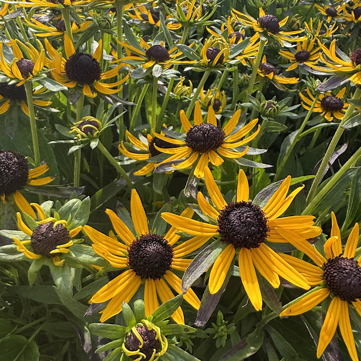 Rudbeckia 'Little Gold Star'