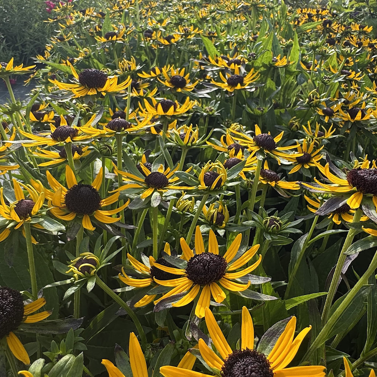 Rudbeckia 'Little Gold Star'