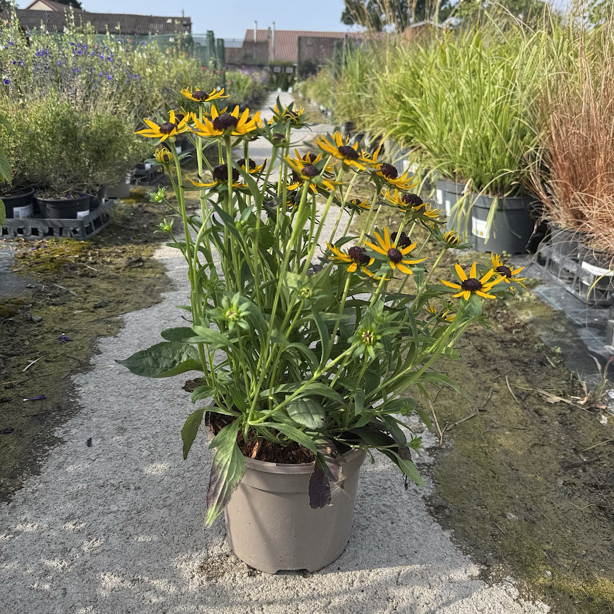 Rudbeckia 'Little Gold Star'