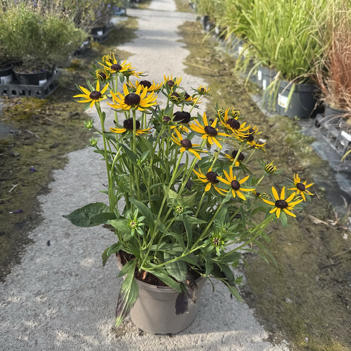 Rudbeckia 'Little Gold Star'