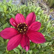 Cosmos 'Cherry Chocolate'