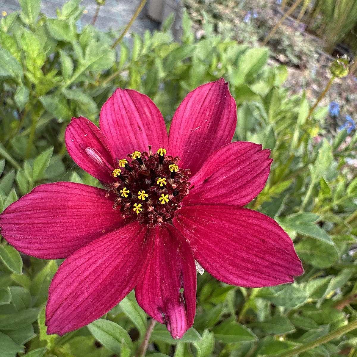 Cosmos 'Cherry Chocolate'