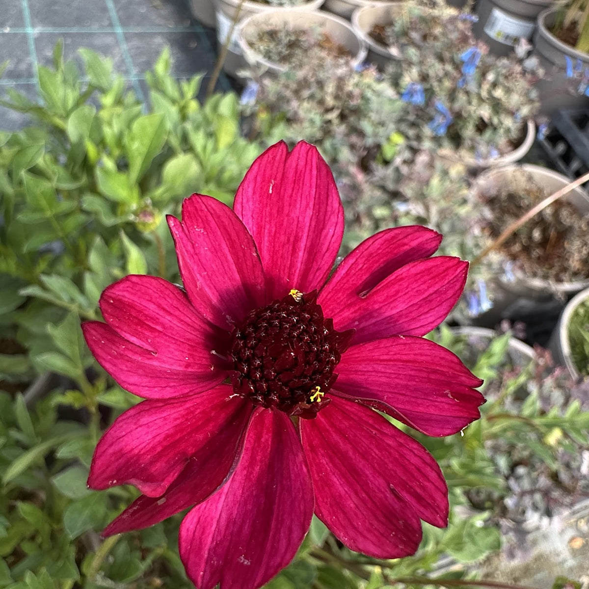 Cosmos 'Cherry Chocolate'