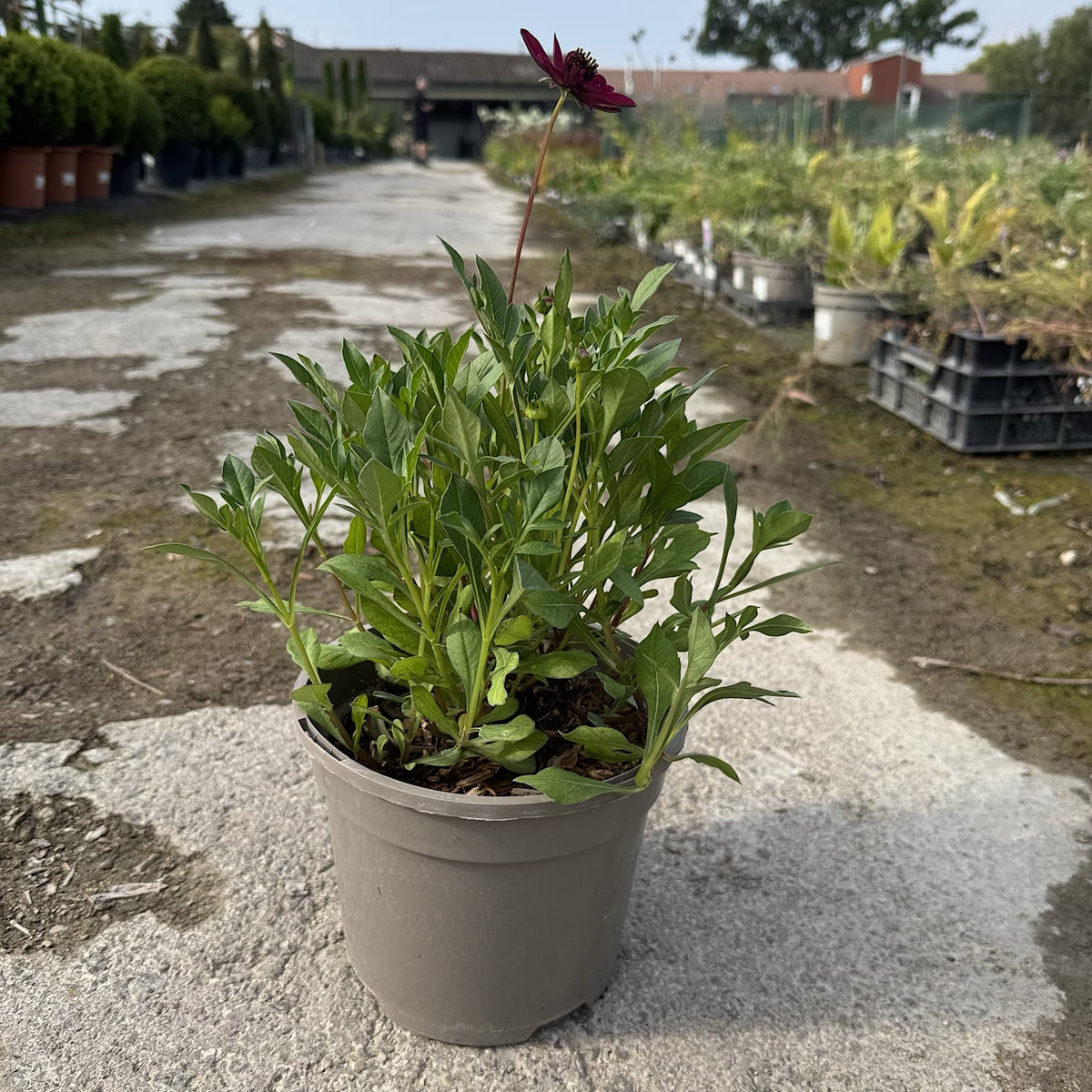 Cosmos 'Cherry Chocolate'