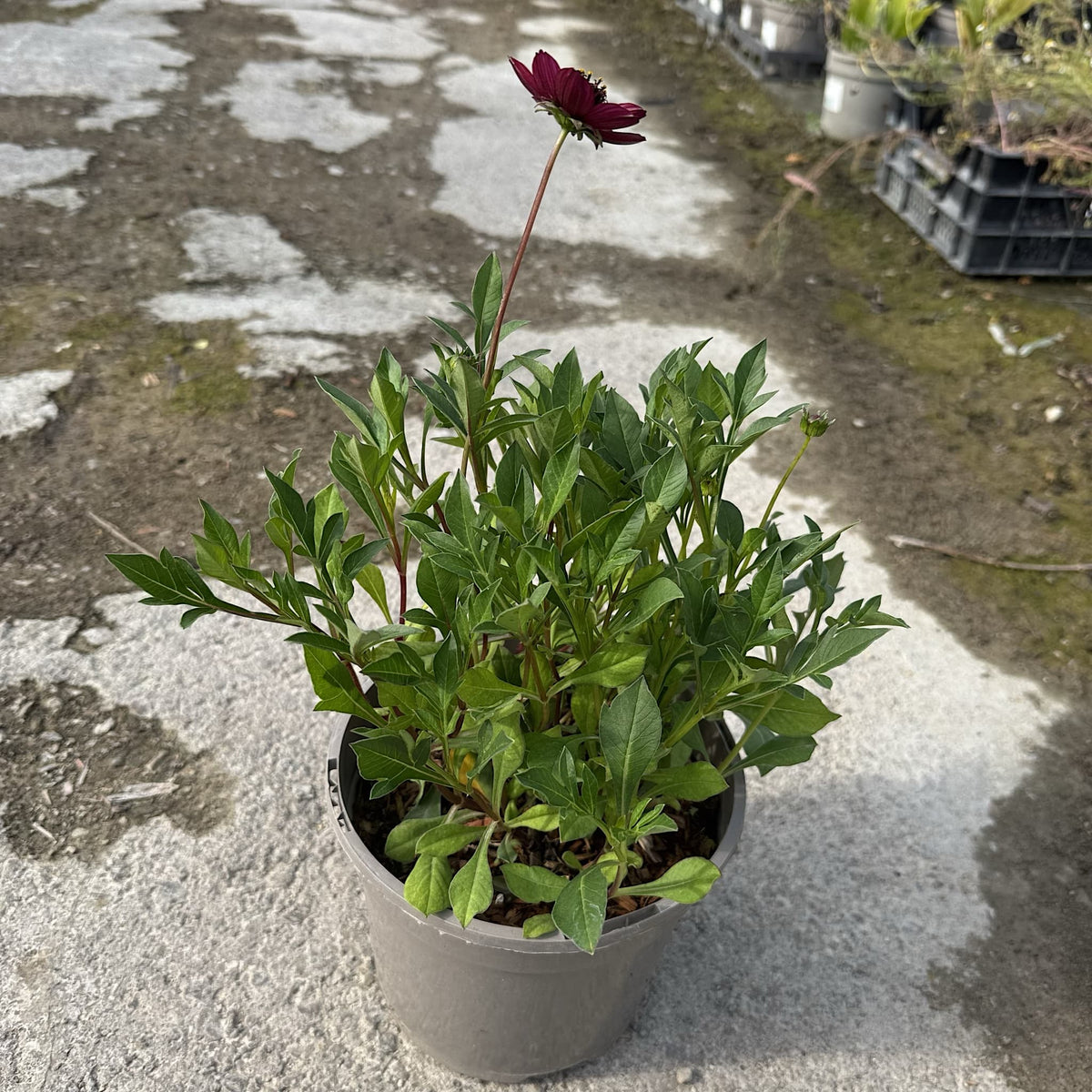 Cosmos 'Cherry Chocolate'