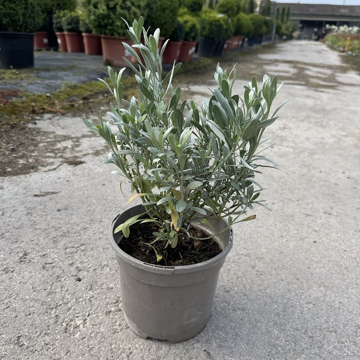 Convolvulus cneorum