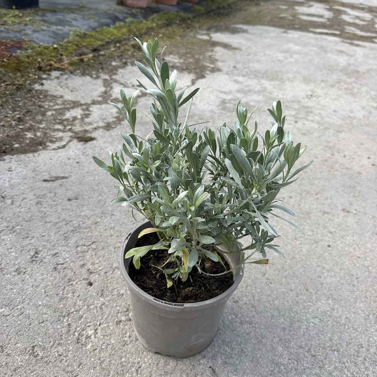 Convolvulus cneorum