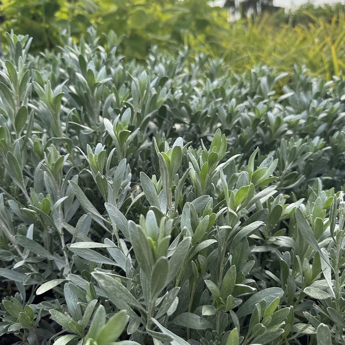 Convolvulus cneorum