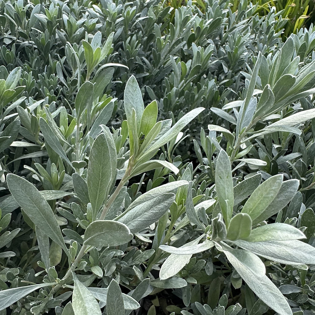 Convolvulus cneorum