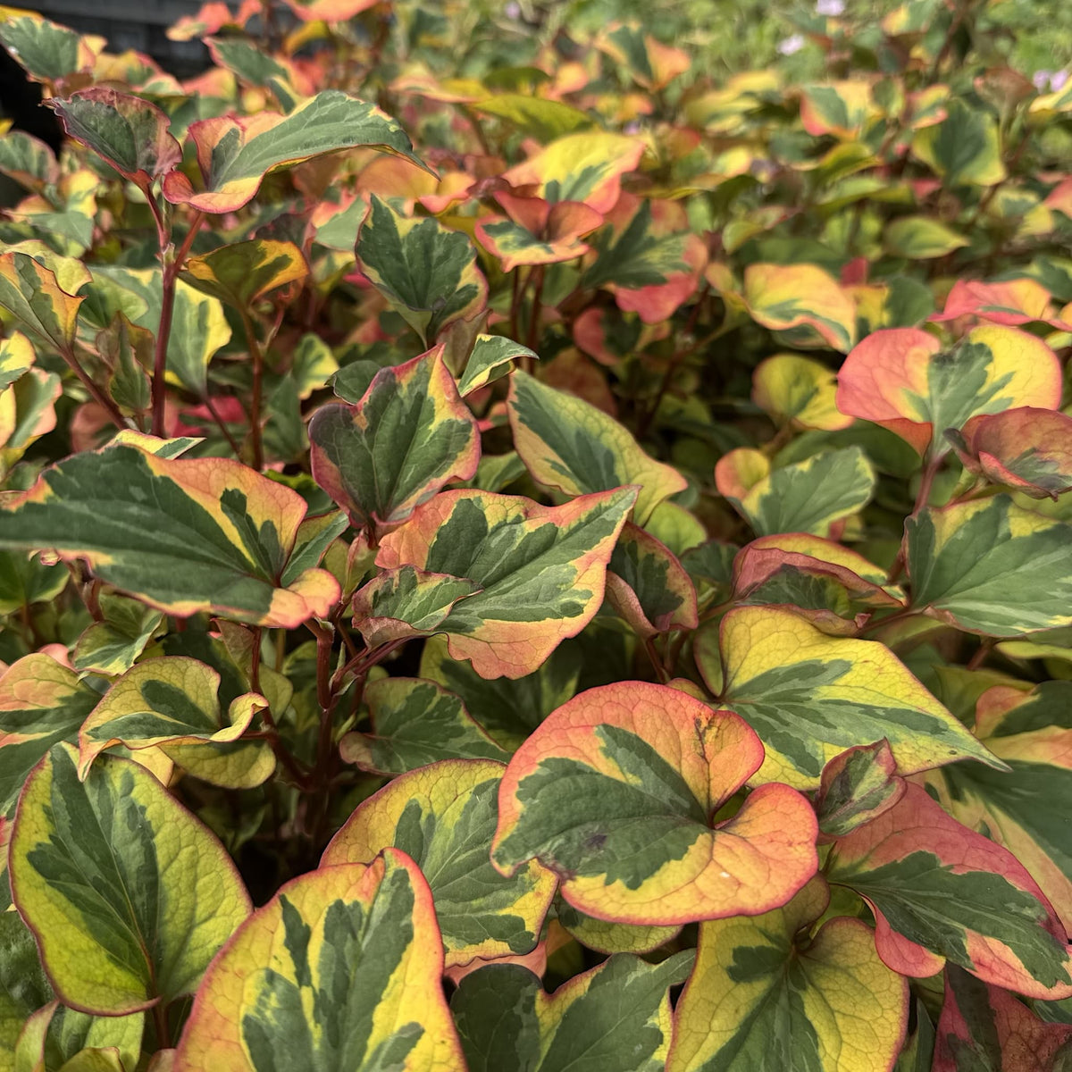 Houttuynia cordata 'Flame'
