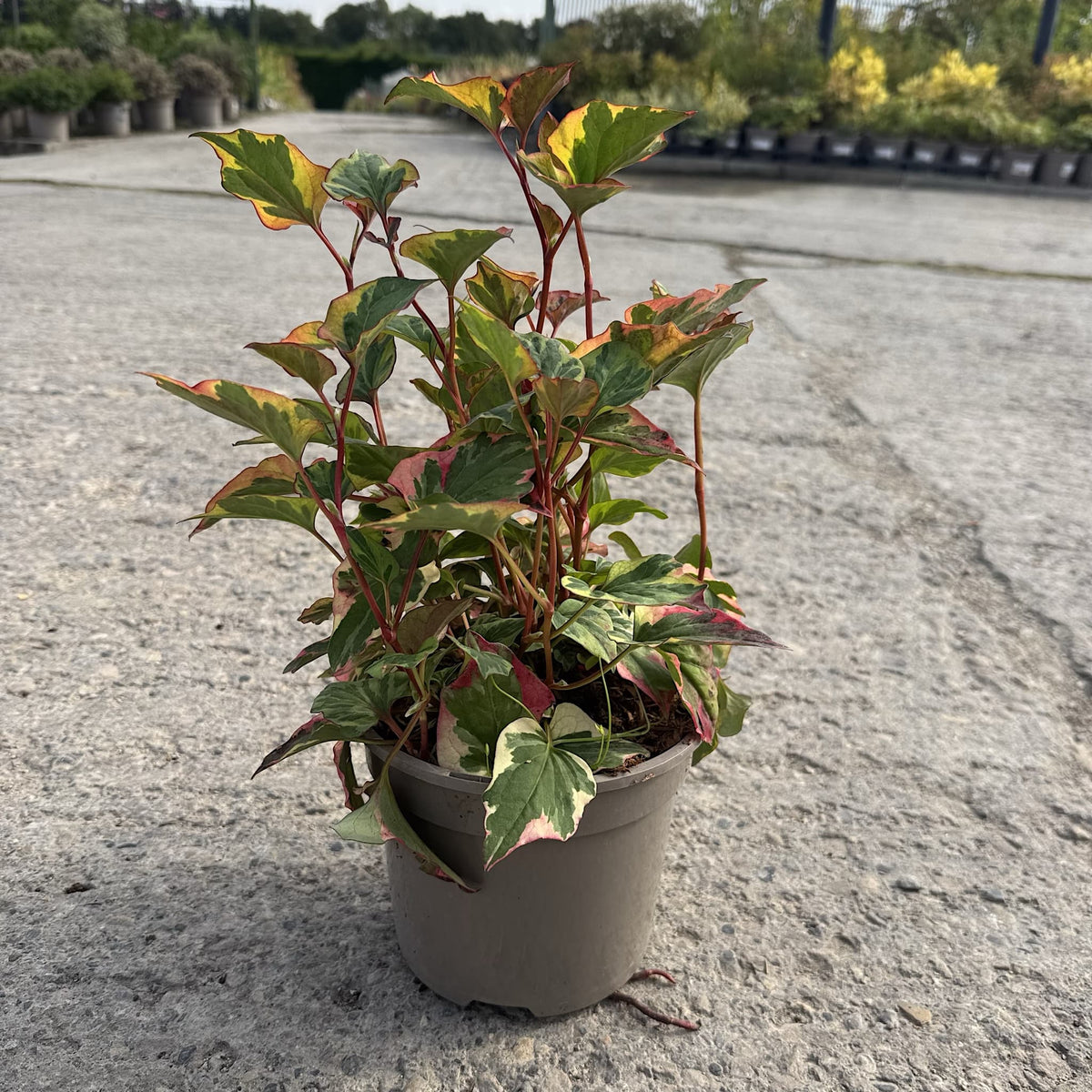 Houttuynia cordata 'Flame'