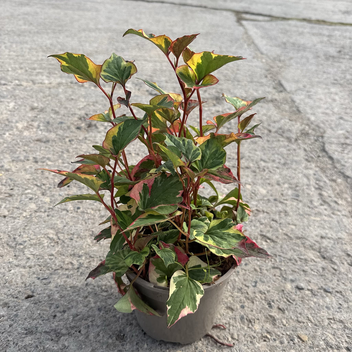 Houttuynia cordata 'Flame'