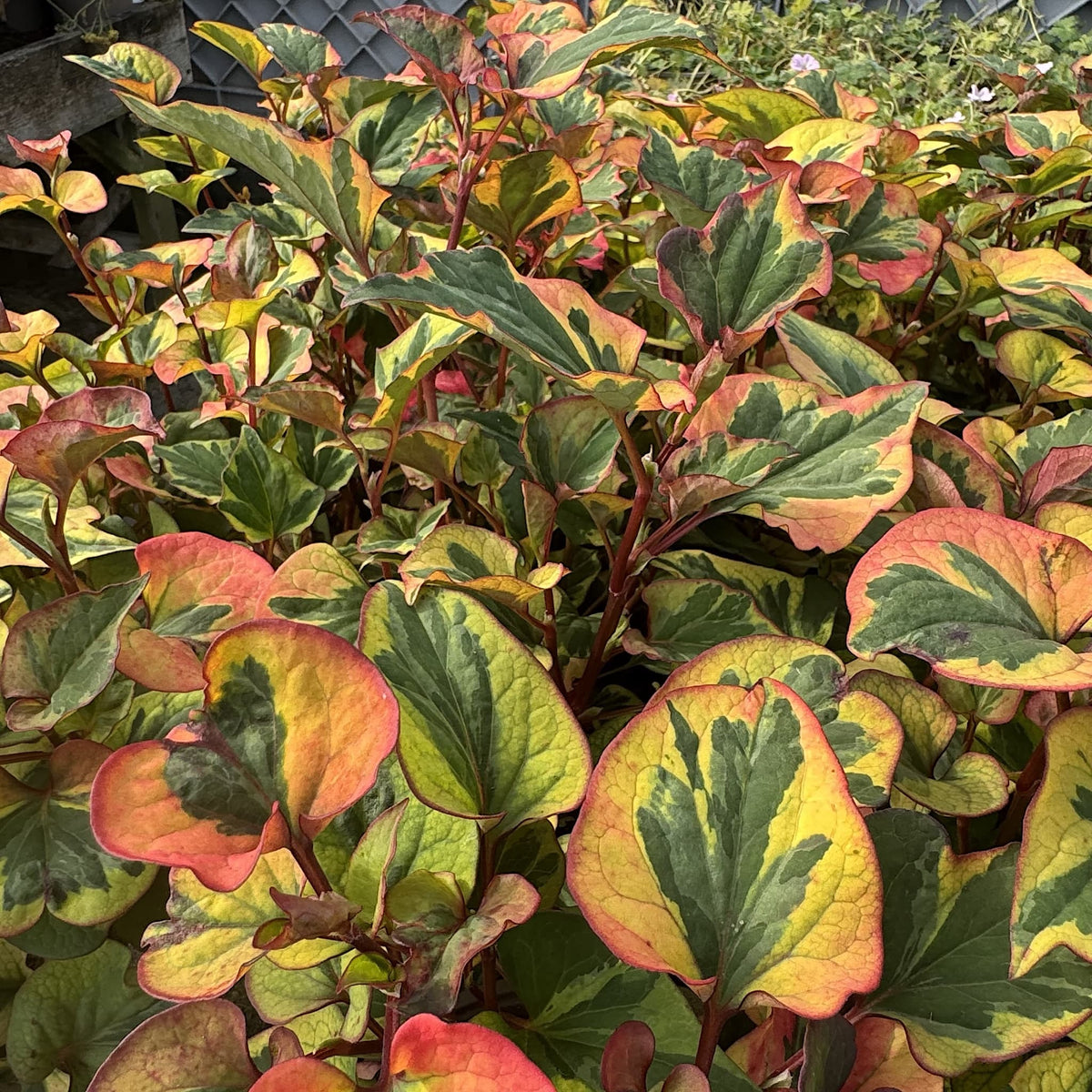 Houttuynia cordata 'Flame'